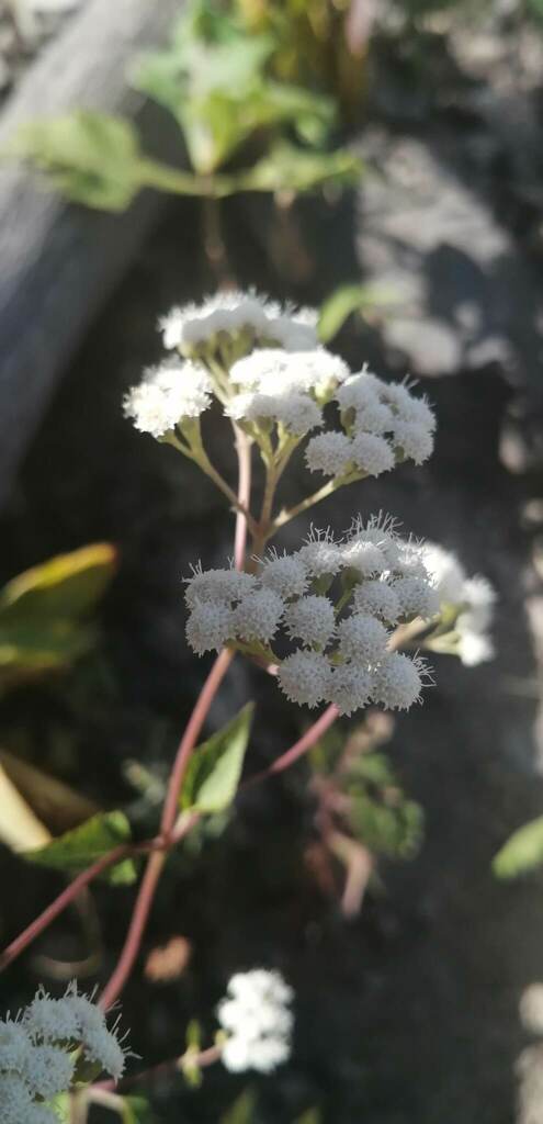Ageratina oligocephala