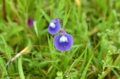 Utricularia arcuata