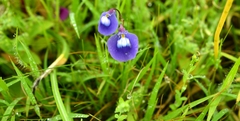 Utricularia arcuata