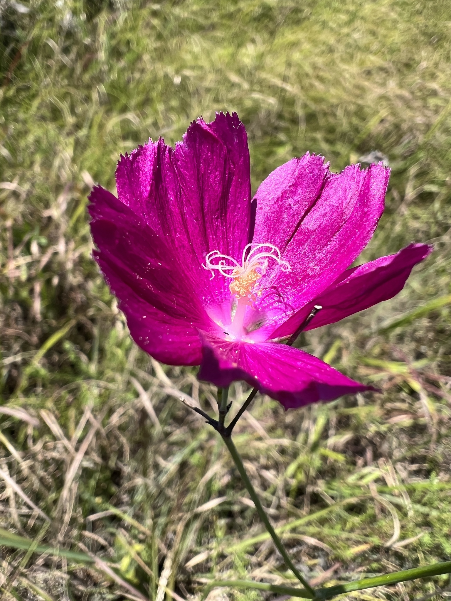 Callirhoe digitata