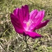 Fringed Poppymallow - Photo (c) Nathan Aaron, some rights reserved (CC BY), uploaded by Nathan Aaron