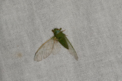 Guineapsaltria flava