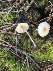 Lichenomphalia umbellifera image