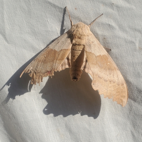 Western Poplar Sphinx photo 6