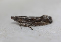 Strepsicrates ejectana