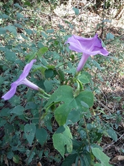 Ipomoea setosa