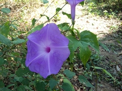 Ipomoea setosa