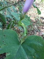 Ipomoea setosa