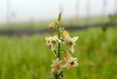 Dipcadi ursulae