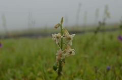 Dipcadi ursulae