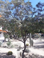 Lysiloma divaricatum