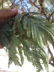 Lysiloma divaricatum