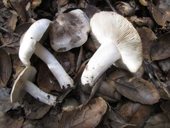 Tricholoma griseoviolaceum