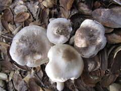 Tricholoma griseoviolaceum