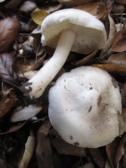 Tricholoma griseoviolaceum