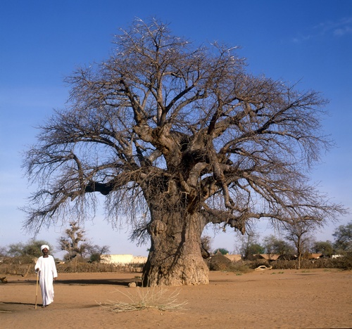African baobab
