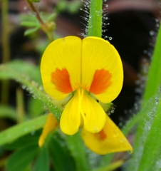 Smithia hirsuta