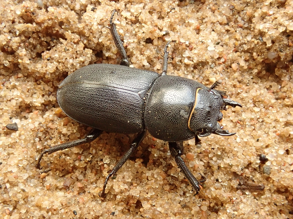 Lesser Stag Beetle from Oktoberrajon, Kaliningrad, Oblast Kaliningrad ...