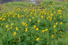 Smithia hirsuta