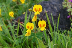 Smithia hirsuta
