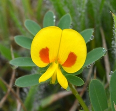 Smithia hirsuta