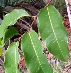 Passiflora laurifolia