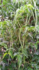 Baroniella