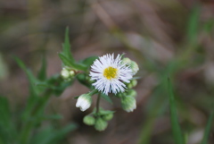 Aphanostephus skirrhobasis