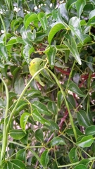 Baroniella