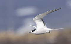 Aleutian Tern photo 2