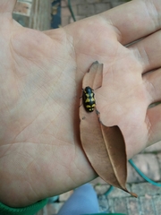 Castiarina octospilota