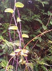Magnoliopsida