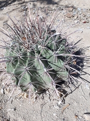 Ferocactus herrerae