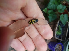 Castiarina octospilota