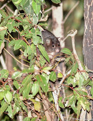 Pseudocheirus occidentalis