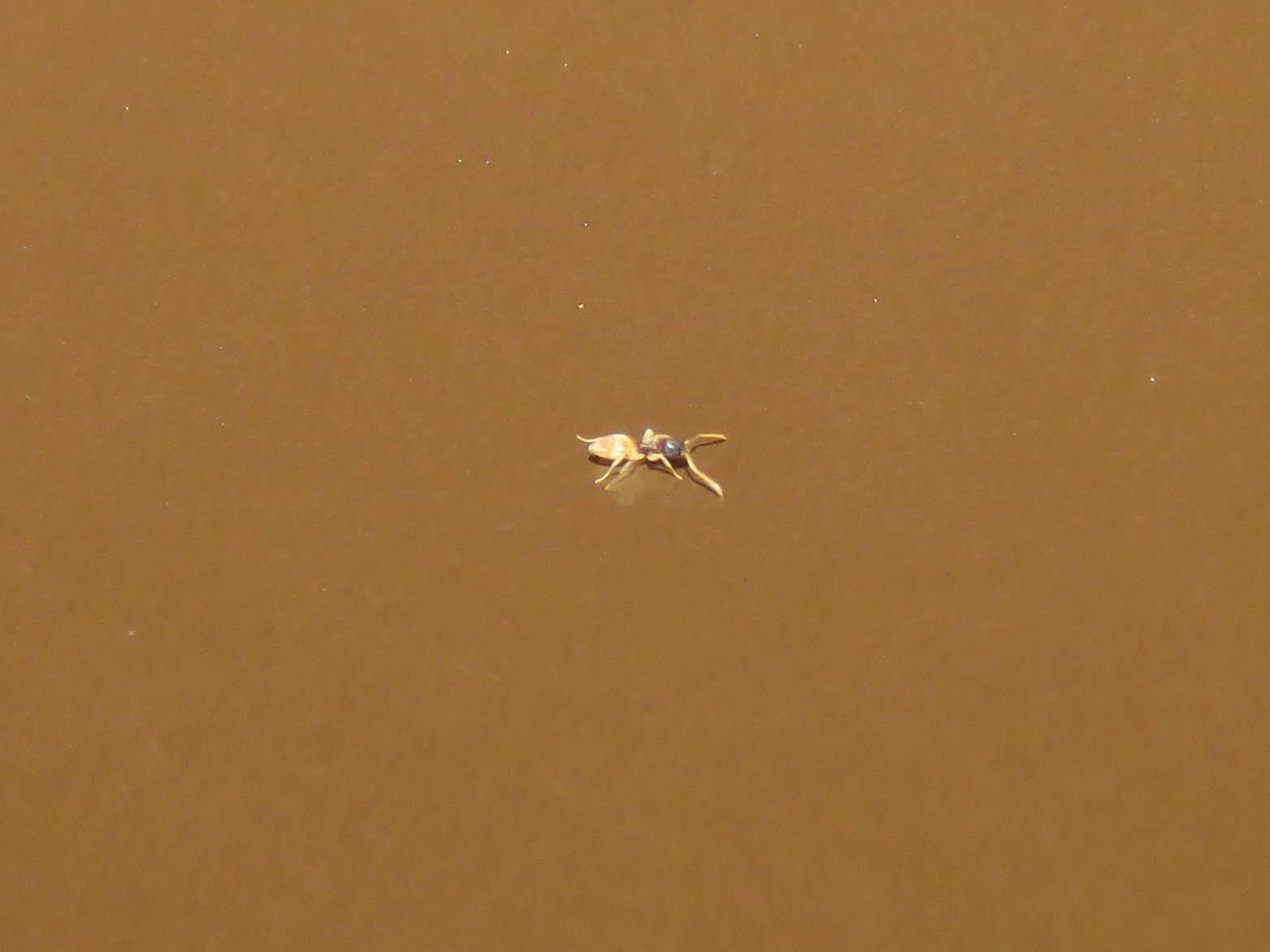 Tapinoma melanocephalum