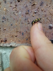 Castiarina octospilota