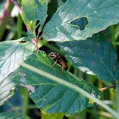 Cryptocheilus australis