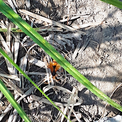 Cryptocheilus australis