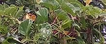 Magnoliopsida