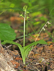 Liparis kumokiri