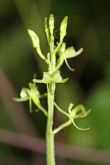 Liparis kumokiri