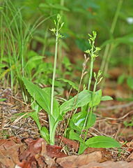 Liparis kumokiri