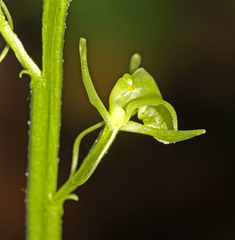 Liparis kumokiri