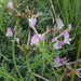 Astragalus stenoceras - Photo (c) tatyana-omck, μερικά δικαιώματα διατηρούνται (CC BY-NC), uploaded by tatyana-omck
