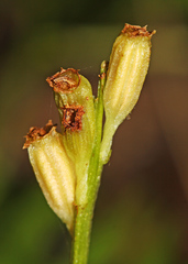 Liparis kumokiri