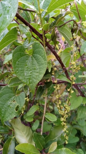 batatala