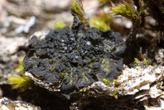 Collema nigrescens