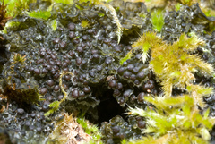 Collema nigrescens