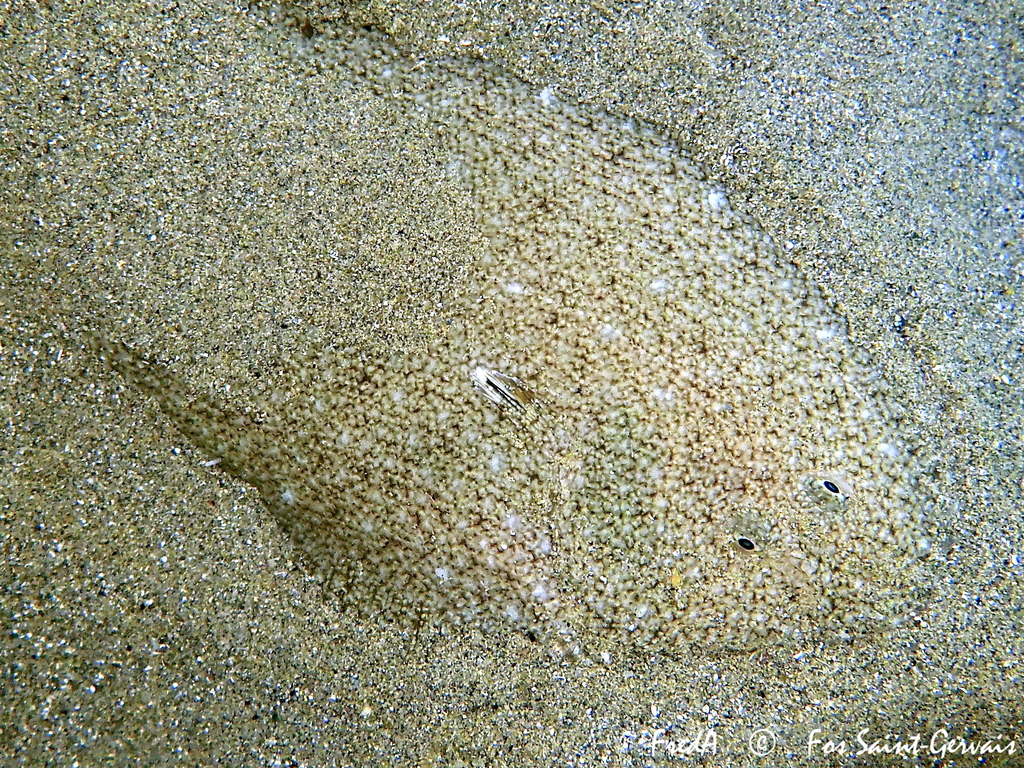 Blackhand Sole
